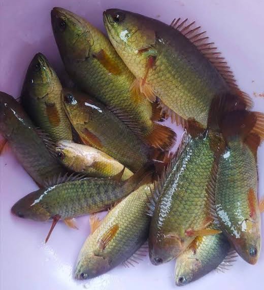 Several green tilapia fish with orange fins piled in a pink tub / bucket.