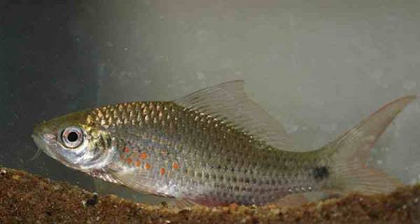 Small silvery freshwater fish with orange spots along the side, swimming near a rock in an aquarium.