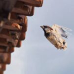 Small bird in midflight near a brown tiled roof against a pale sky.