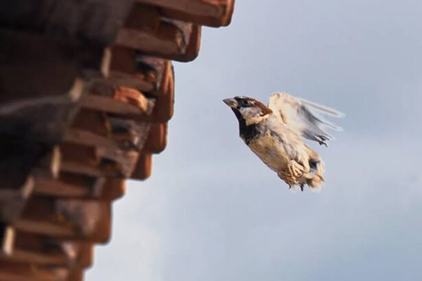 Small bird in midflight near a brown tiled roof against a pale sky.