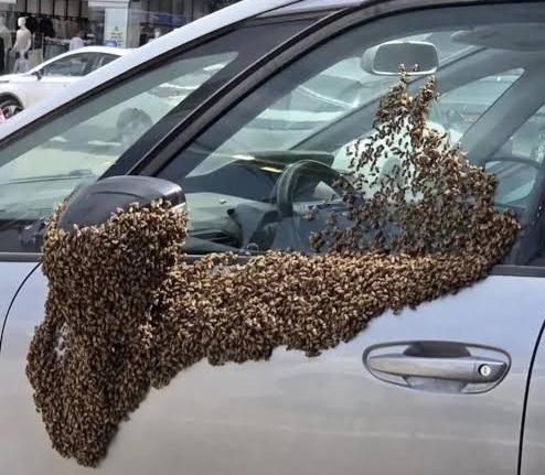 Silver car door with a large swarm of bees covering the driver’s side, including the mirror and window area.