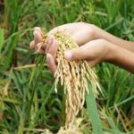 Hands cupping golden rice panicles in a green field, ready for harvest