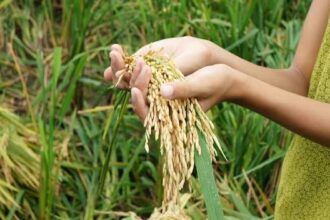 Hands cupping golden rice panicles in a green field, ready for harvest