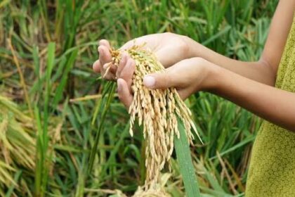 Hands cupping golden rice panicles in a green field, ready for harvest