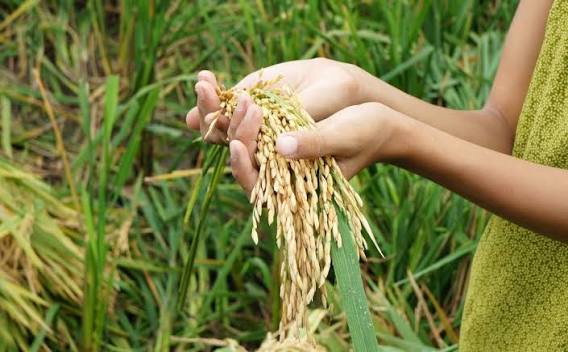 Hands cupping golden rice panicles in a green field, ready for harvest