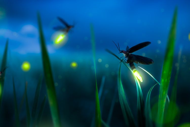 Selamat Datang Dunia Tanpa Kunang-kunang 