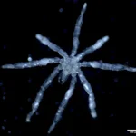 Microscopic view of a six- to eight-armed ice crystal resembling a snowflake against a dark background, with a 500 µm scale bar.