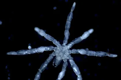 Microscopic view of a six- to eight-armed ice crystal resembling a snowflake against a dark background, with a 500 µm scale bar.