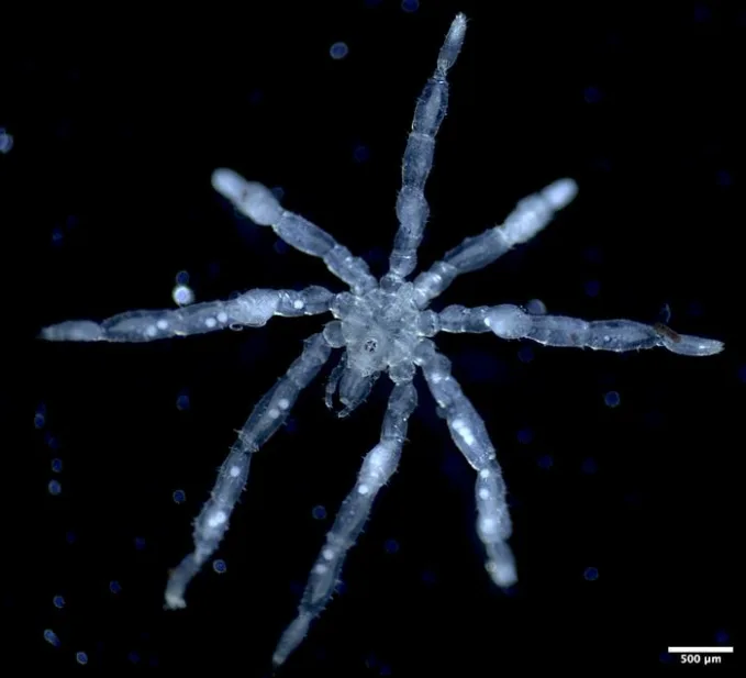 Microscopic view of a six- to eight-armed ice crystal resembling a snowflake against a dark background, with a 500 µm scale bar.