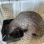 Pangolin with armored scales leaning into a black water tub inside a white plastic crate.