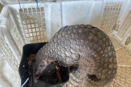 Pangolin with armored scales leaning into a black water tub inside a white plastic crate.