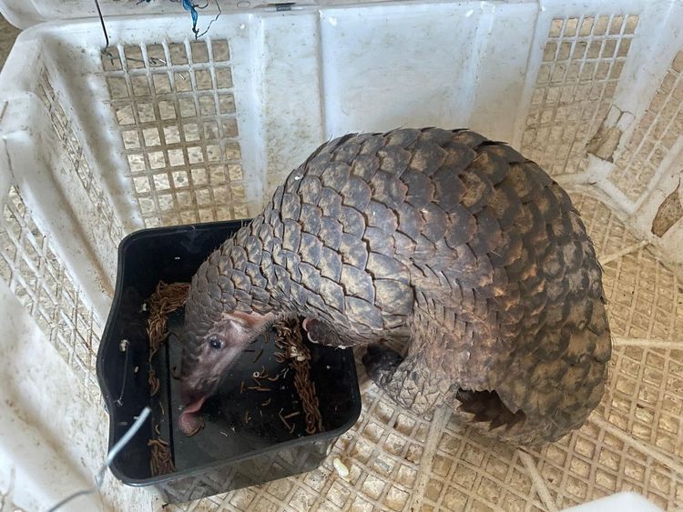 medium_IMG_20250909_WA_0016_00762d5bbf - Mabur.co Pangolin with armored scales leaning into a black water tub inside a white plastic crate.