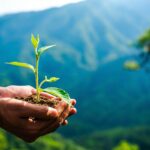 Hands cupping a young green seedling planted in soil, with a blue mountain landscape in the background.