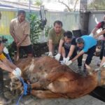 Group of men in gloves lifting a large brown cow from a trench in a paved courtyard using ropes for a rescue
