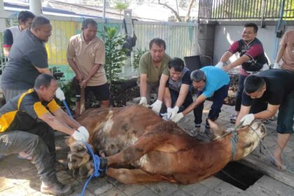 Group of men in gloves lifting a large brown cow from a trench in a paved courtyard using ropes for a rescue