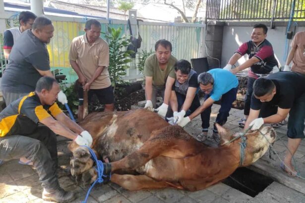 Group of men in gloves lifting a large brown cow from a trench in a paved courtyard using ropes for a rescue