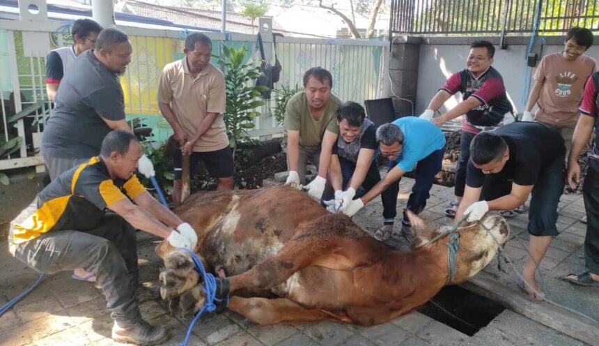penyembelihan kurban by qurancordoba com - Mabur.co Group of men in gloves lifting a large brown cow from a trench in a paved courtyard using ropes for a rescue
