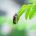 Close-up of a bee perched on a bright green leaf, with a blurred background.