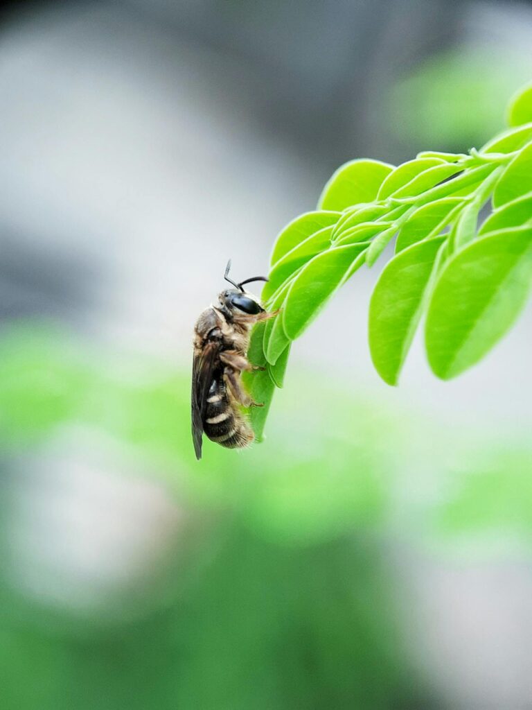 Close-up of a bee perched on a bright green leaf, with a blurred background.