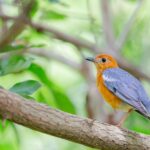 Small bird with orange head and chest, gray-blue wings perched on a tree branch among green leaves.