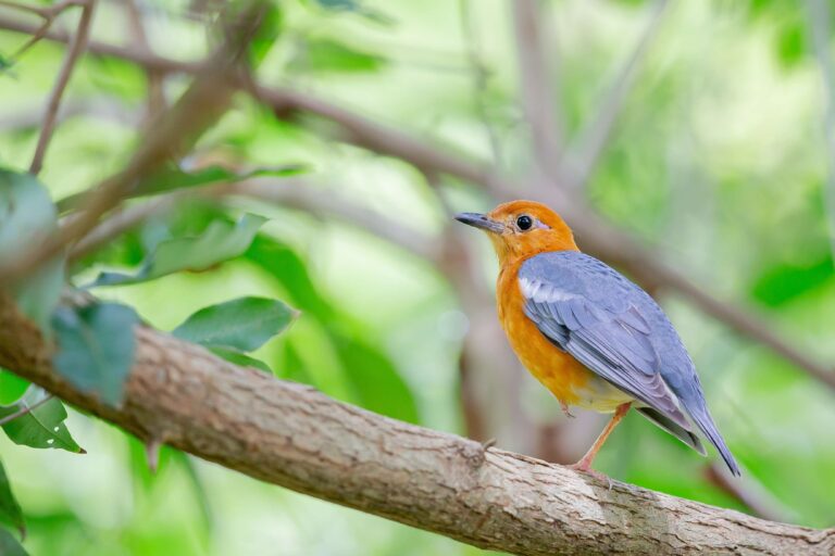 Small bird with orange head and chest, gray-blue wings perched on a tree branch among green leaves.