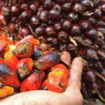 Handful of ripe orange-red oil palm fruits, some darkened, held over a pile of similar fruits.