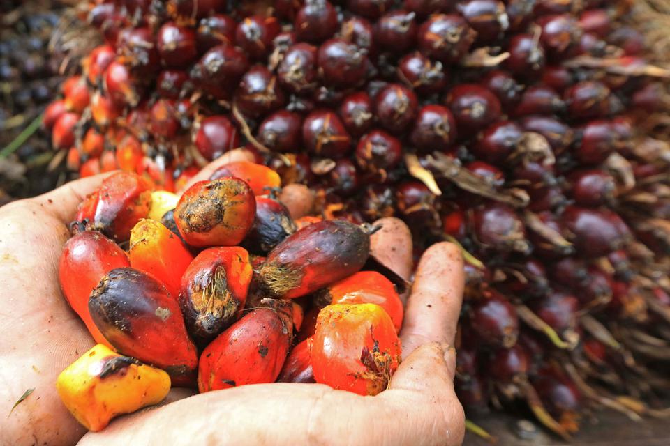 Handful of ripe orange-red oil palm fruits, some darkened, held over a pile of similar fruits.