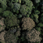 Aerial view of a dense forest canopy with varying green hues and some brown-tinted trees.