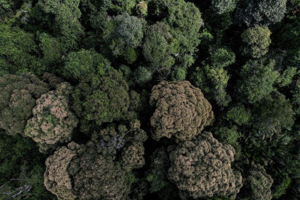 Aerial view of a dense forest canopy with varying green hues and some brown-tinted trees.