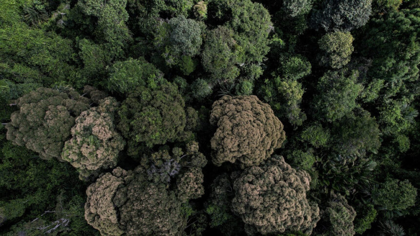 Aerial view of a dense forest canopy with varying green hues and some brown-tinted trees.
