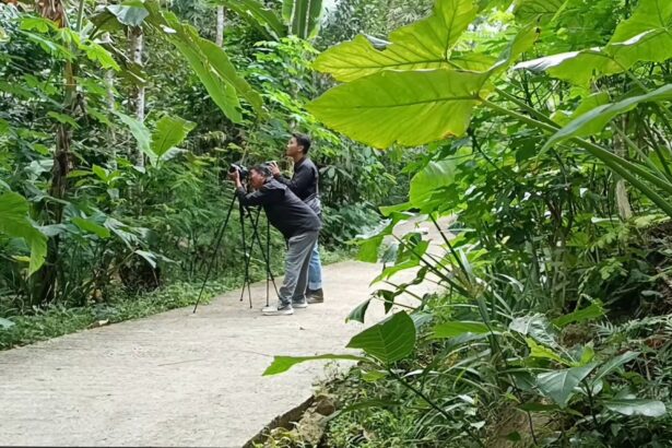 Two photographers with cameras on tripods crouch on a jungle path among dense green foliage.
