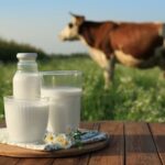 Milk bottle, glass, and pitcher arranged on a wooden table with a grazing cow in a grassy field behind them.