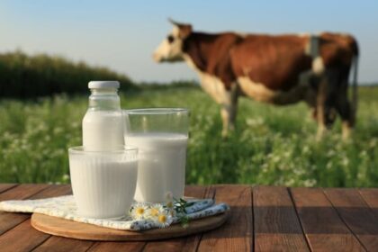 Milk bottle, glass, and pitcher arranged on a wooden table with a grazing cow in a grassy field behind them.