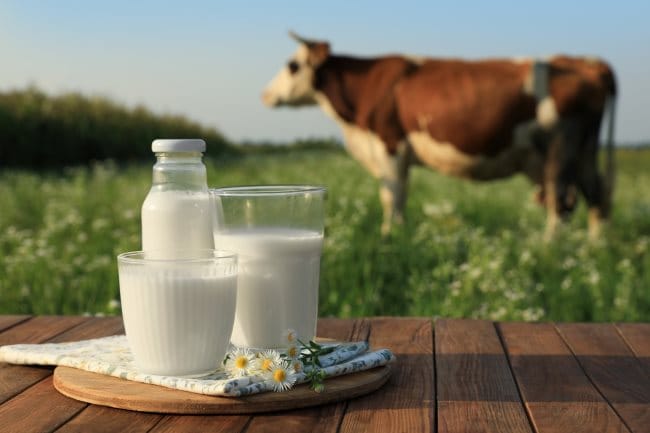 Milk bottle, glass, and pitcher arranged on a wooden table with a grazing cow in a grassy field behind them.