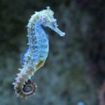 Blue seahorse with a curled tail underwater against a dark, blurred background.