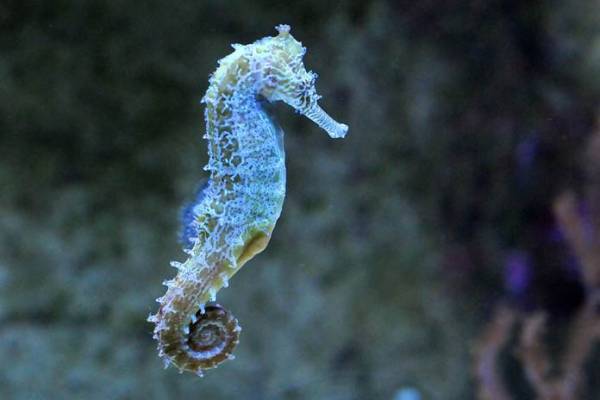 Blue seahorse with a curled tail underwater against a dark, blurred background.