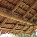 Under a thatched roof with thick wooden beams, showing the rustic shelter's underside.
