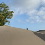 Sandy dune landscape with a large tree on the left, blue sky, and a small group of hikers on the right.