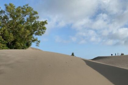 Sandy dune landscape with a large tree on the left, blue sky, and a small group of hikers on the right.