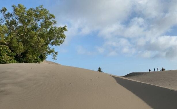 Sandy dune landscape with a large tree on the left, blue sky, and a small group of hikers on the right.
