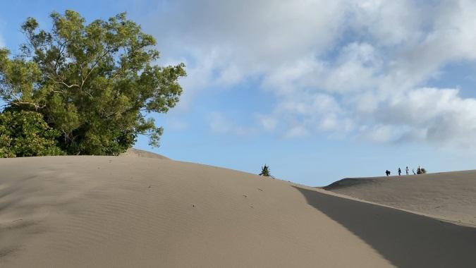 Sandy dune landscape with a large tree on the left, blue sky, and a small group of hikers on the right.