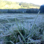 Frost-covered grass in a field with hills and a line of trees in the distance at dawn.