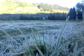 Frost-covered grass in a field with hills and a line of trees in the distance at dawn.