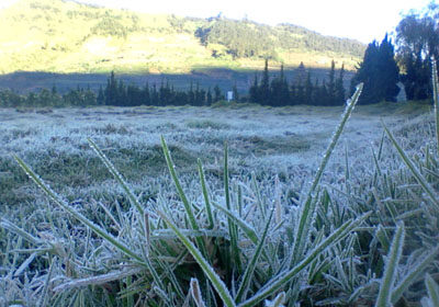 Frost-covered grass in a field with hills and a line of trees in the distance at dawn.