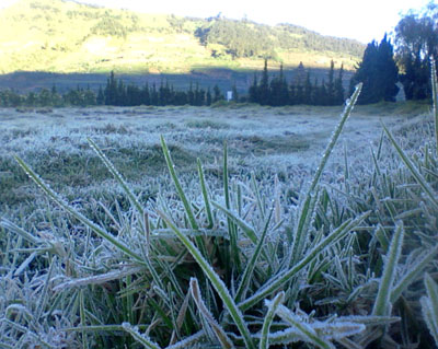 Frost-covered grass in a field with hills and a line of trees in the distance at dawn.
