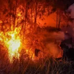 Firefighter in protective gear battles a forest wildfire with tall flames and thick smoke.