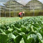 Rows of green leafy greens growing in a greenhouse, with a worker in the background tending the rows.