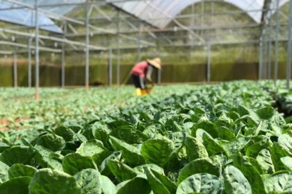 Rows of green leafy greens growing in a greenhouse, with a worker in the background tending the rows.