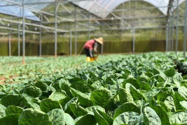 Rows of green leafy greens growing in a greenhouse, with a worker in the background tending the rows.