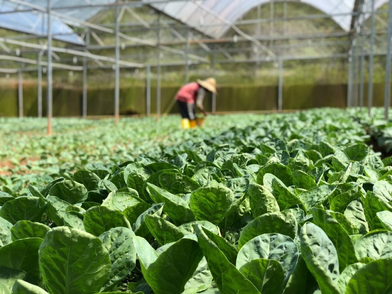 Rows of green leafy greens growing in a greenhouse, with a worker in the background tending the rows.